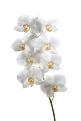 Obraz premium 純白の胡蝶蘭の美しさ。インテリアやギフト用の花素材