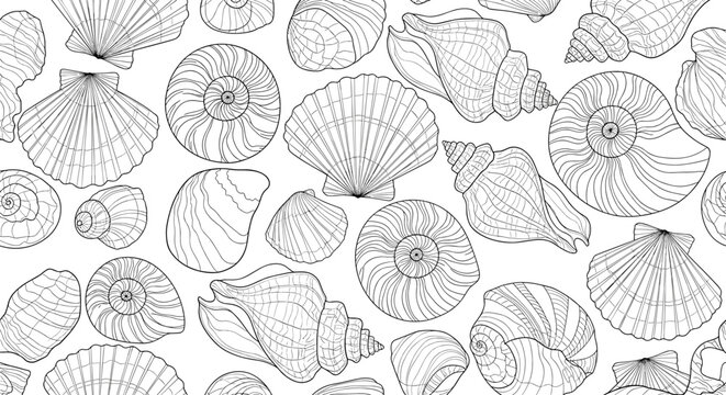 A minimalist vector illustration of various seashells in a simple line art style on a white background
