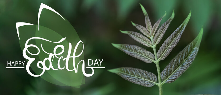 Beautiful green leaves on tree outdoors, closeup