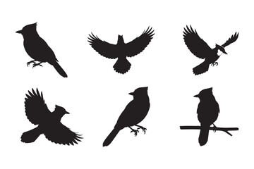 Obraz premium Blue Jay Bird Silhouette Vector Illustration Black SVG Clipart