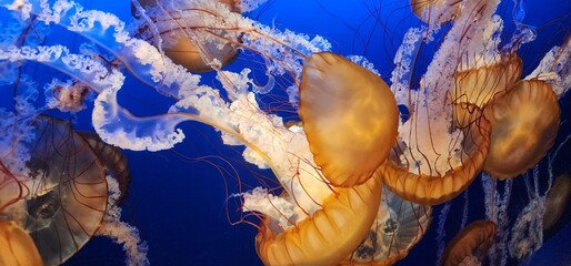 Jellyfish © Mark