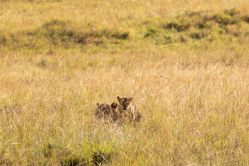 Obraz premium Lion cubs looking through the dry season grass Maasai Mara National Reserve Kenya