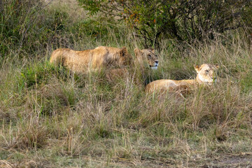 Fototapeta premium Group of lions resting together in the tall dry grass of the savannah in Maasai Mara National Reserve Kenya