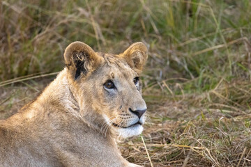 Obraz premium Close-up profile of a young lion resting in the tall grass during the dry season in Maasai Mara National Reserve Kenya