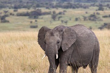 Obraz premium African elephant walking through dry savannah grass in Maasai Mara National Reserve Kenya