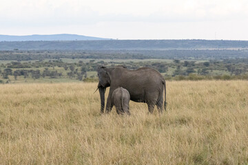 Fototapeta premium African elephant cow with her young calf grazing in the grasslands of Maasai Mara National Reserve Kenya