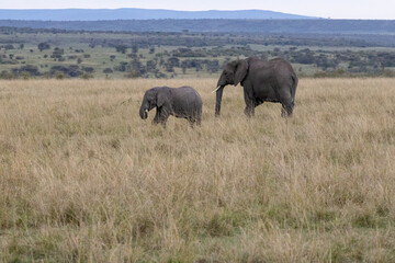 Fototapeta premium African elephant and calf walking across the open savannah in Maasai Mara National Reserve Kenya
