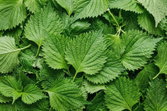 Lush green shiso leaves arranged in dense layers showcasing rich textures and intricate patterns to highlight freshness and culinary versatility in modern gastronomy