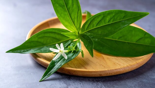 Andrographis paniculata - Herbal medicine with green leaves and white flower on wooden plate.