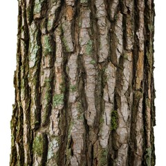 Fototapeta premium A close up view of a textured pine tree trunk with natural moss growth on a white background
