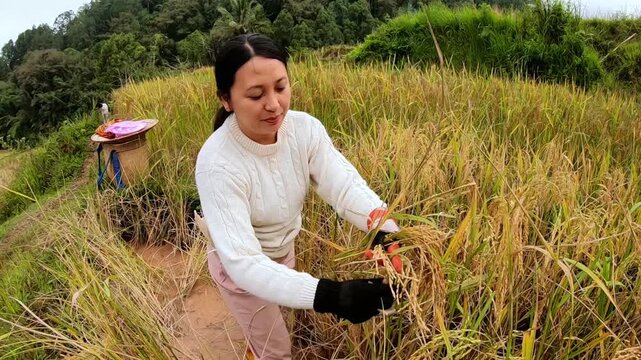 A woman harvesting ripe rice in a lush, terraced field, showcasing traditional agricultural practices in a beautiful, natural setting
