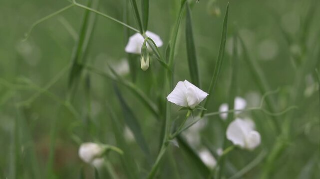 Closeup of Grass Pea Flower or Chickling Vetch Plant with Selective Focus, Also Known as Lathyrus Sativus or Indian Pea