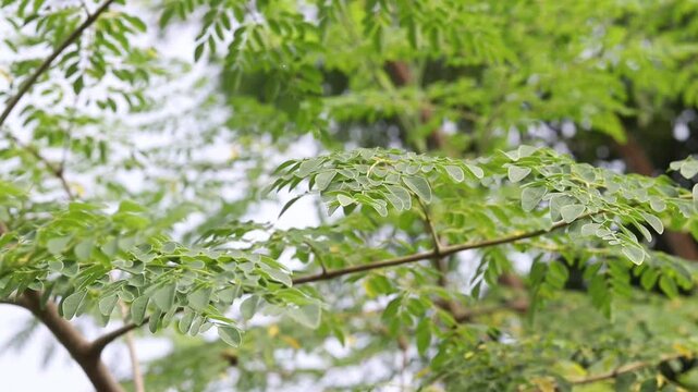 Closeup of Moringa Oleifera Leaves or Horseradish Leaves with Selective Focus in Day Light, Also Known as Drumstick Tree