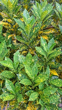 Close up full frame Croton leaves (Codiaeum variegatum), vibrant ornamental foliage with colorful patterns and textures, tropical garden plant background, vivid natural leaf detail, 