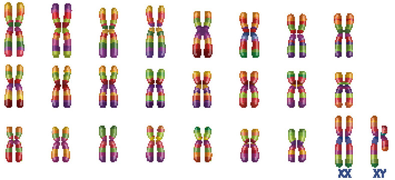 Human Karyotype Illustration with Colorful Chromosome Pairs and Sex Chromosomes
