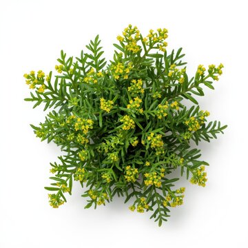 A vibrant green plant with tiny yellow flowers captured from a direct top-down overhead perspective