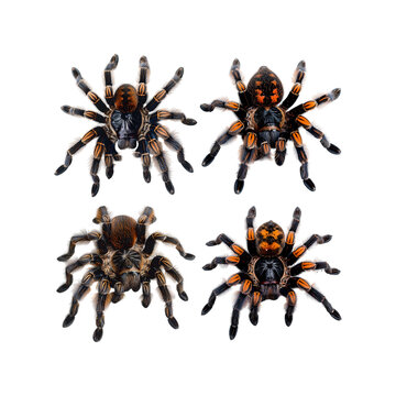 Four colorful tarantulas on transparent background looking different directions