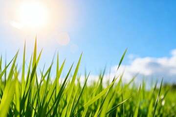 Fototapeta premium Green grass under bright sun