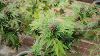 Fototapeta premium cannabis sun-grown farm,organic farm,Cultivation of premium medical cannabis,cannabis photographypremium organic cannabis bud