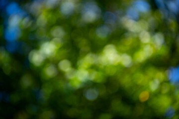 Obraz premium Forest background bright greenery. Forest background organic light. Forest green background. Forest background fresh nature.