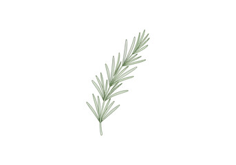 Obraz premium Elegant Hydroponic Rosemary Logo: Muted Green Herb Sprig Design for Sophisticated Agri-Brands