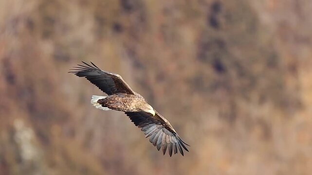 Two White-tailed Eagles Fighting for Food on Sandy Beach Shoreline