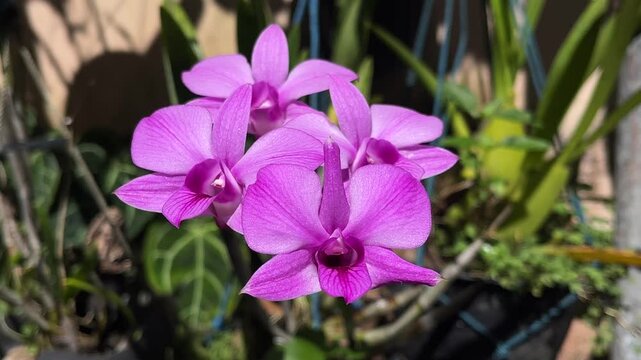 close up view of Pink orchid flowers. Dendrobium Lucian Pink is an extremely rare orchid. The flowers are held on axillary racemes. The flowers consist of pink sepals and petals, fading to white