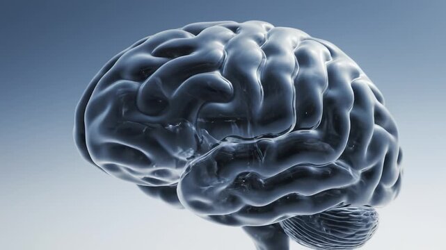 Human brain structure