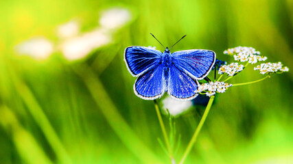 Blue butterfly in green summer field © Sumon