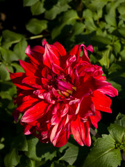 Vivid red semi-cactus decorative Dahlia flower (Dahlia × hortensis) with ruffled, slightly twisted petals and subtle pinkish highlights blooming in bright direct sunlight framed by green leaves. © Dan