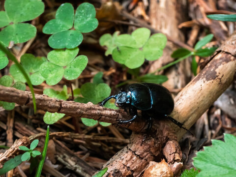 Iridescent blue-black dor beetle (Anoplotrupes stercorosus) crawling over a fallen twig on a forest floor surrounded by wood sorrel leaves and pine needles.