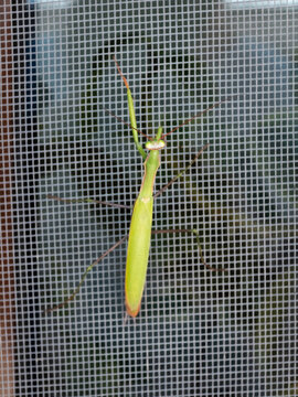 European praying mantis (Mantis religiosa) resting vertically on a fine mesh window screen showing its bright green body, long antennae, folded raptorial forelegs, and slender legs.