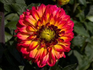 Vibrant decorative Dahlia 'Ding a Dong' flower (Dahlia × hortensis) with yellow-orange petals tipped in bright magenta-pink blooming in direct sunlight against green foliage. © Dan