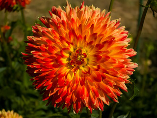 Vibrant decorative Dahlia 'Procyon' flower (Dahlia × hortensis) with radiant yellow petals heavily tipped in fiery red-orange blooming in direct sunlight against green foliage. © Dan