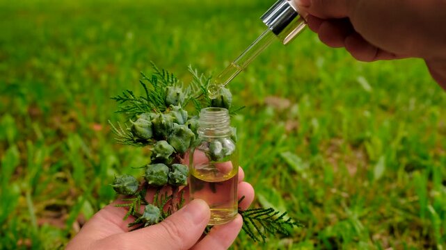 Thuja essential oil and supplements. Selective focus.