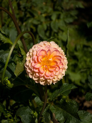 Small decorative Dahlia 'Wine Eyed Jill' flower (Dahlia × hortensis) featuring soft pastel peach and yellow petals with subtle wine-pink flushed tips blooming in direct sunlight against leafy foliage. © Dan