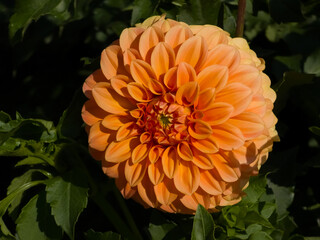 Symmetrical ball Dahlia flower (Dahlia × hortensis) with warm orange and peach-apricot cupped petals blooming in direct sunlight framed by green foliage. © Dan