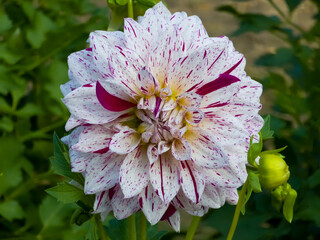 Large decorative Dahlia 'Prince Carnaval' flower (Dahlia × hortensis) featuring white petals speckled and striped with magenta-purple specks blooming in sunlight with green leaves and a unopened bud. © Dan