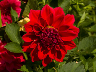Vibrant red decorative Dahlia flower (Dahlia × hortensis) with velvety scarlet petals and a tightly layered crimson center blooming in direct sunlight framed by green leaves. © Dan