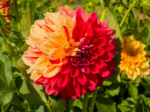 Striking variegated decorative Dahlia 'Gloriosa' flower (Dahlia &times; hortensis) with yellow petals heavily flecked and split with red blooming in bright sunlight against green garden foliage.