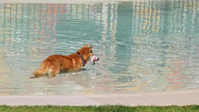 Australian Dingo Walking Through Shallow Water at Australia Zoo