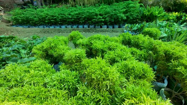 Aralia Gold Home Decor Indoor Plants: Nursery filled india 4k video.