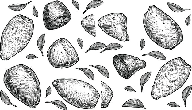 Prickly pear fruit cactus and green leaves vintage engraving drawing