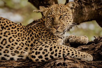 leopard in the tree © Andrew