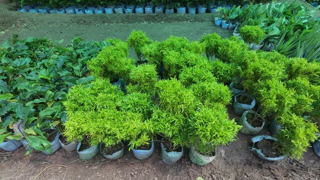 Aralia Gold Home Decor Indoor Ornamental plants: Nursery filled india 4k video.