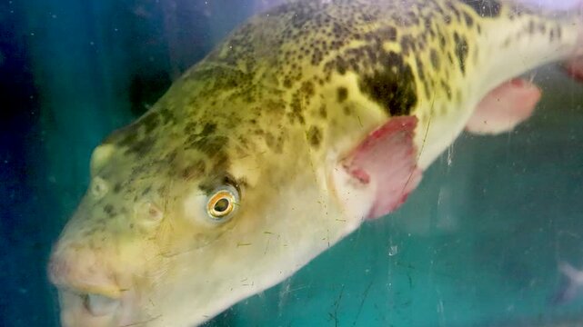 Japanese Puffer Fish Fugu Swimming in a Restaurant Aquarium Tank