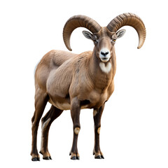 Obraz premium A large brown ram with curved horns standing isolated on transparent background