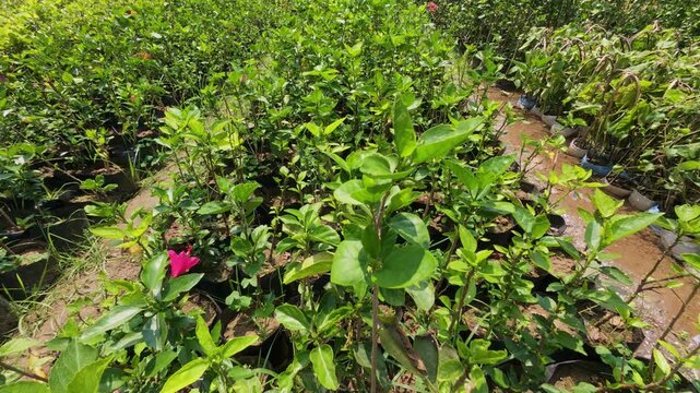 Hibiscus rosa-sinensis plants: Gudhal Flower Plants nursery filled india 4k video.
