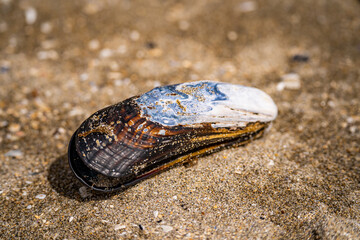 California Mussel Shell on Sandy Beach in Half Moon Bay, California, Close Up  © Olga