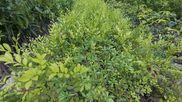 Ficus Panda Gold Indoor or Outdoor Ornamental Plants yellow green leaves nursery farm 4k video.